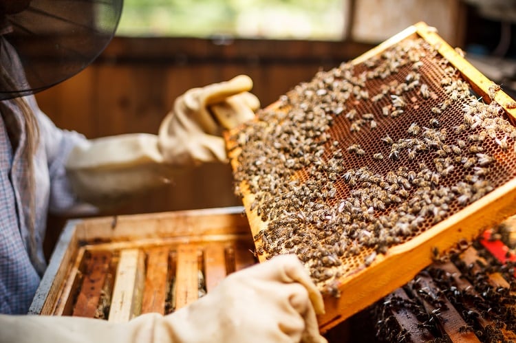 Entrepreneur builds bee product line into budding powerhouse