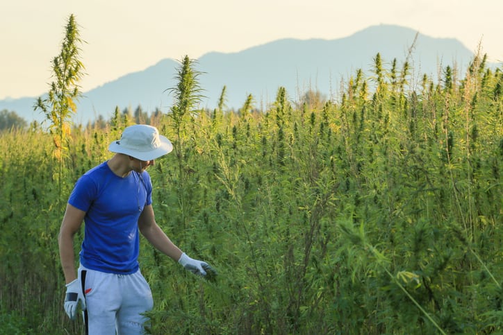 Growing pains: Hemp industry deals with oversupply, shifting retail landscape