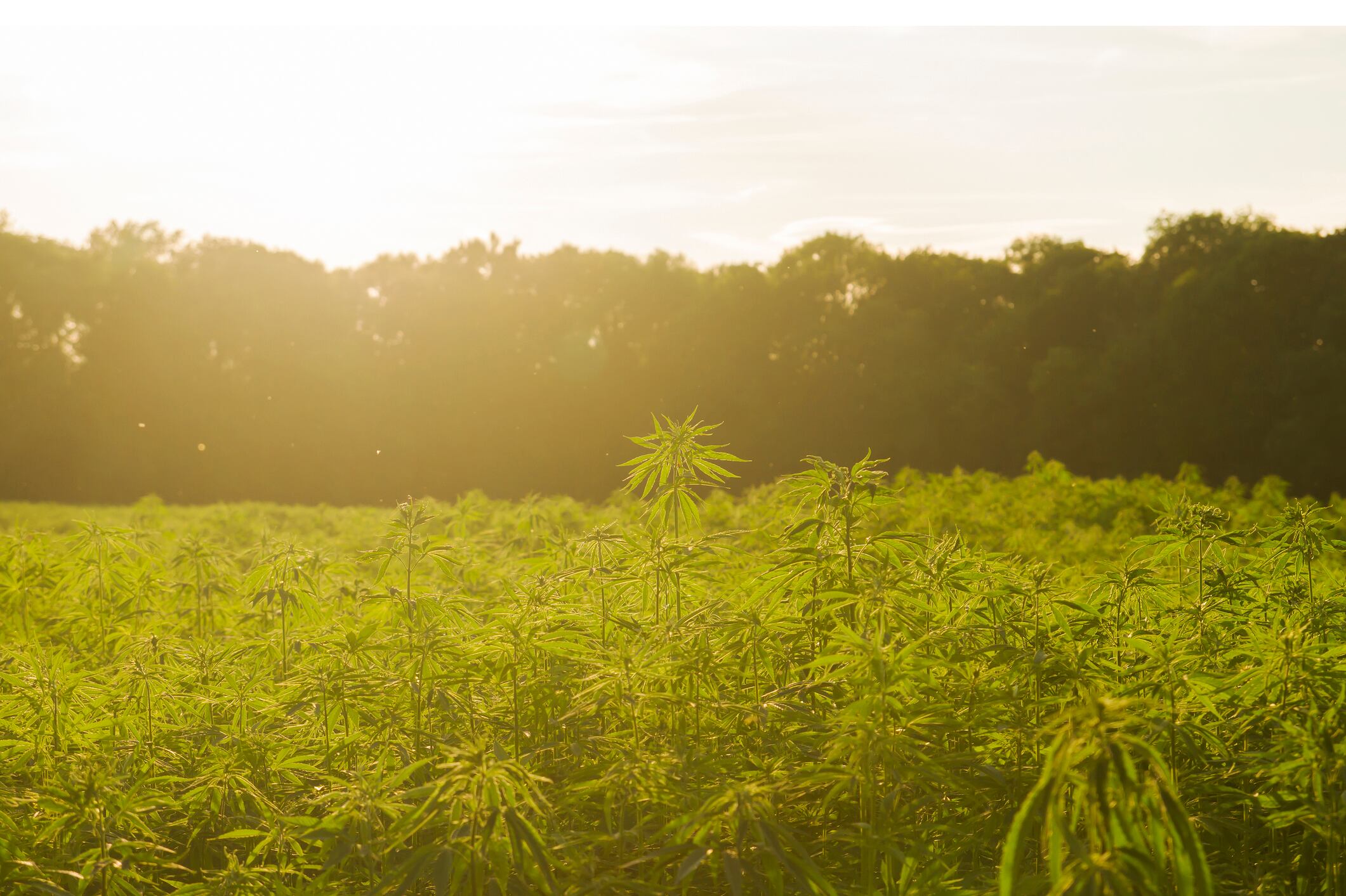 Adherence to GMPs boost cannabinoid company's 'compliance,' exec says