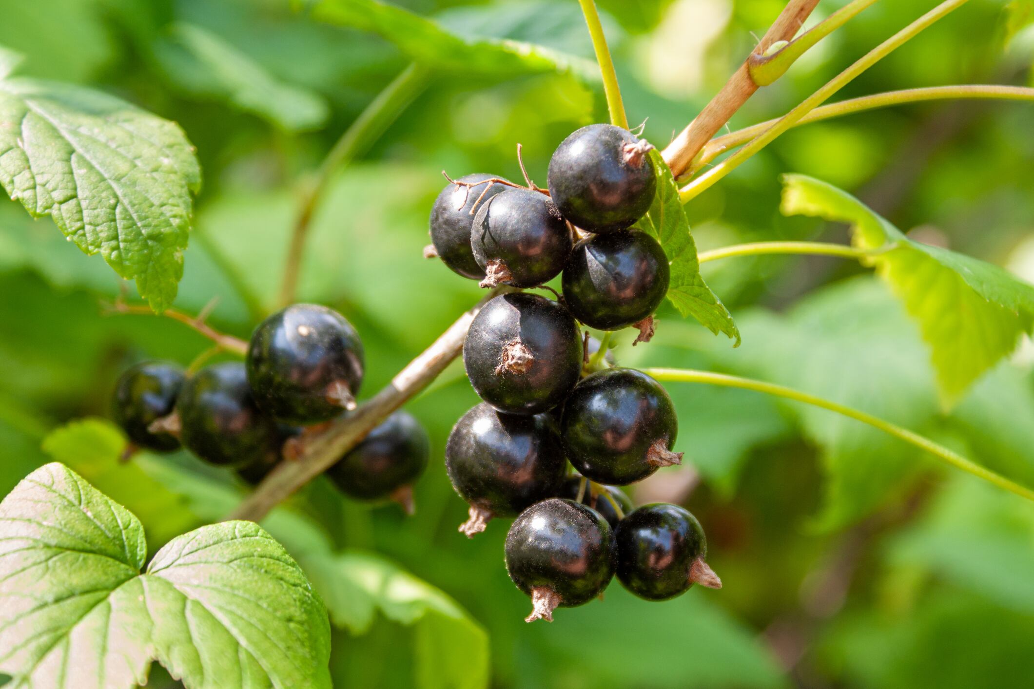 Finnish study paves the way for health-driven blackcurrant NPD