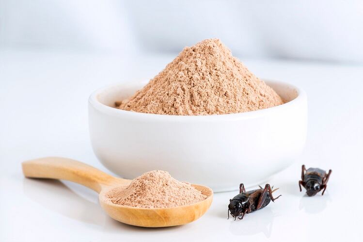 Cricket powder a ‘good source of protein, fat, minerals, fiber,’ say Polish researchers