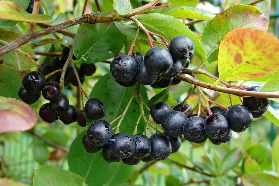 Artemis-believes-Aronia-berry-is-finally-ready-for-prime-time.jpg