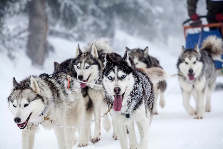 Huskies-Sled-dogs-C-Getty-Images-8213erika.jpg