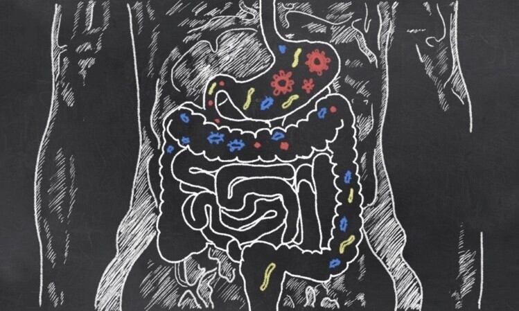 Microbiome profiling: Study uncovers ‘comprehensive’ list of organisms that make a healthy gut
