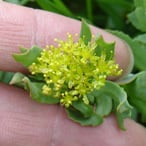 close_up_rhodiola_flower_china_icon_0.jpg