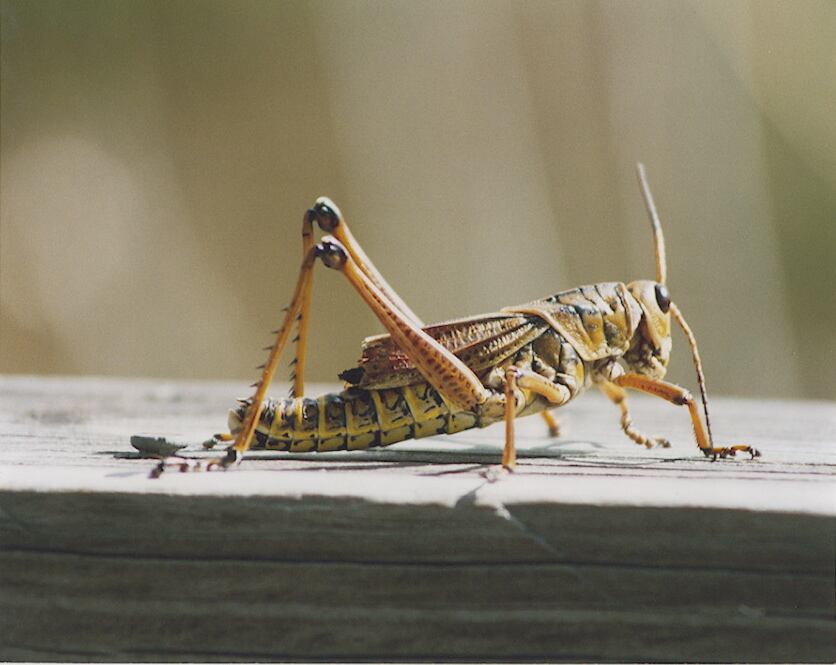 Exo-is-sourcing-specially-fed-crickets-from-the-US.jpg