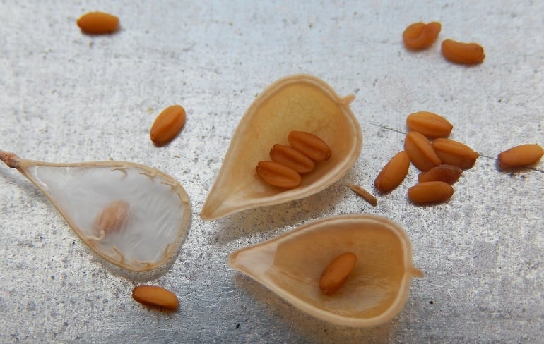 "There’s not plenty more fish in the sea" but GM crop is ripe for commercialisation