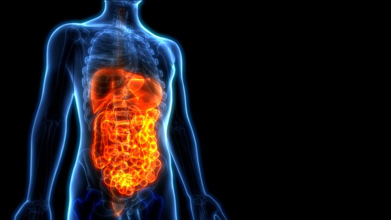Scientists identify hormone that might help solve malabsorption