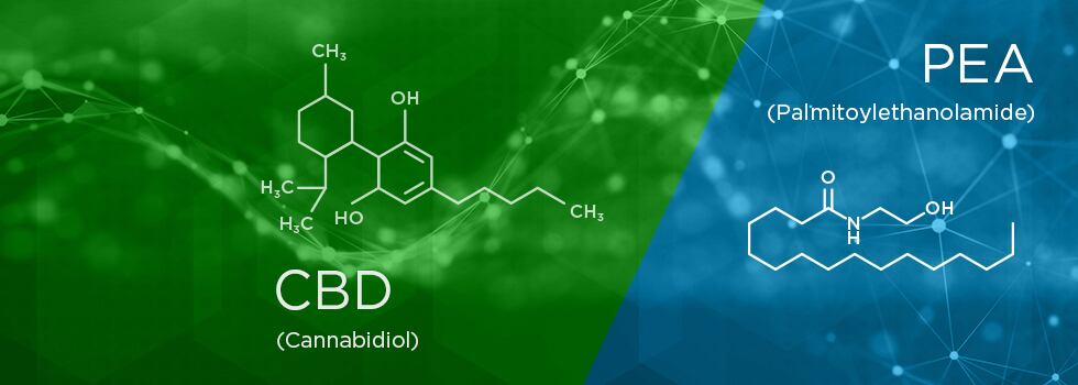 Brands-considering-Levagen-PEA-in-addition-to-CBD-as-uncertainty-around-CBD-continues.jpg