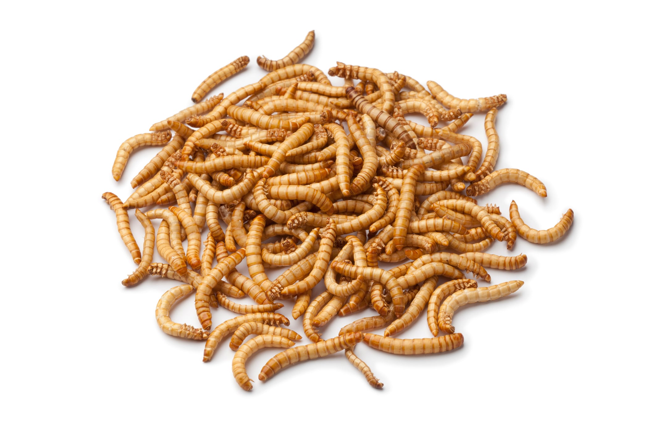 Mealworm insect protein for sports nutrition? Maybe not, suggests new Danish data
