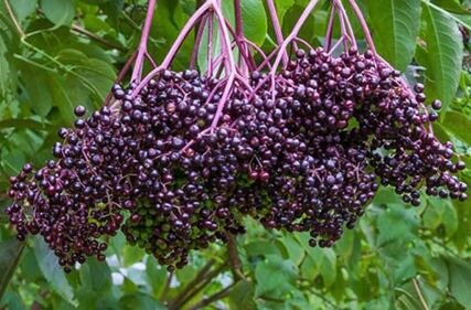 Betting on black elderberry for a farm-to-table super fruit story