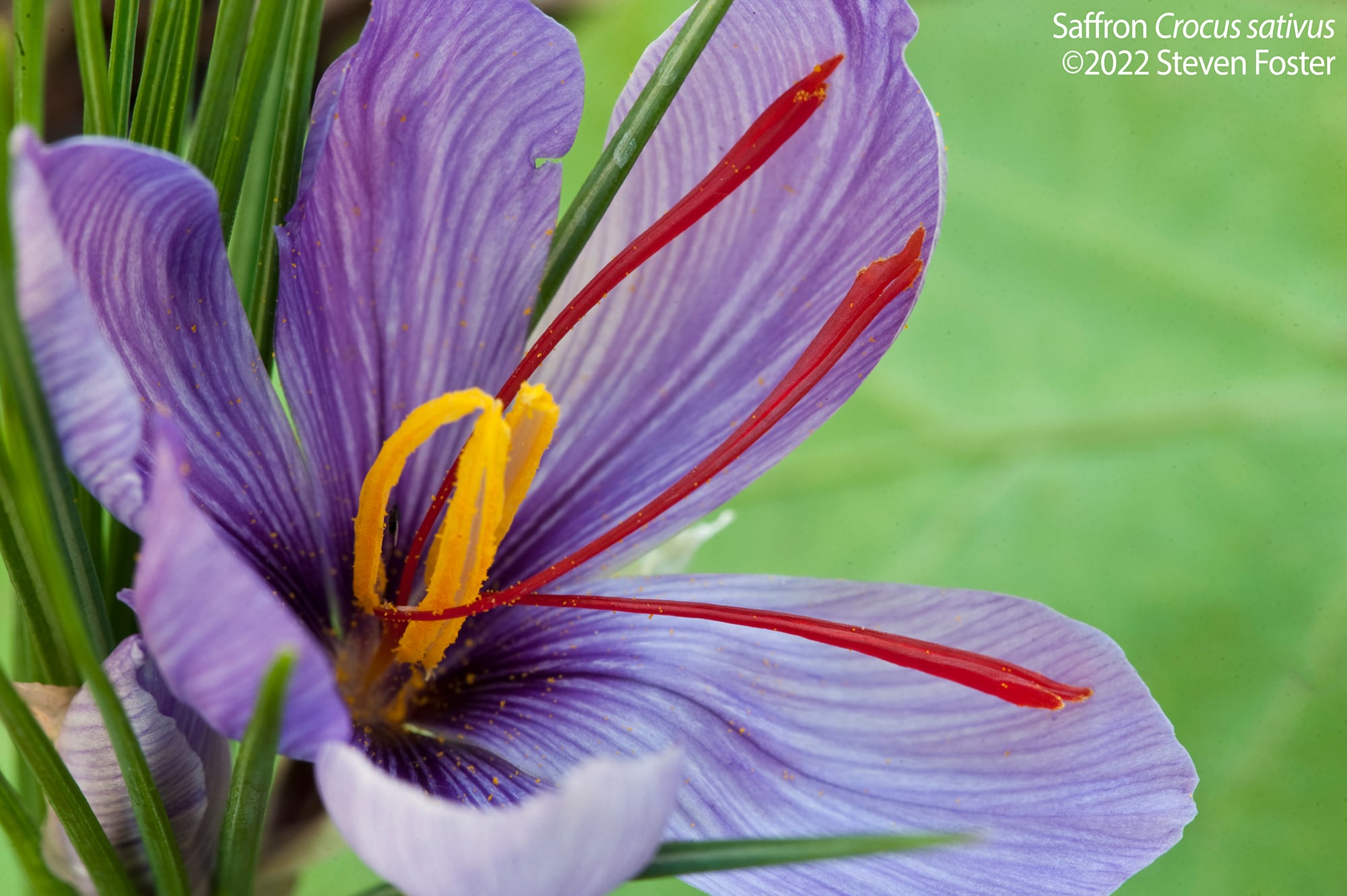 Noted-botanical-photographer-Steven-Foster-passes-away-suddenly.jpg