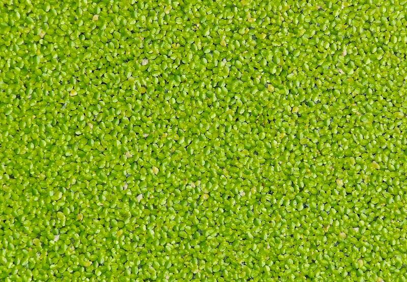 Duckweed grower hails ‘potentially game changing’ B12 discovery