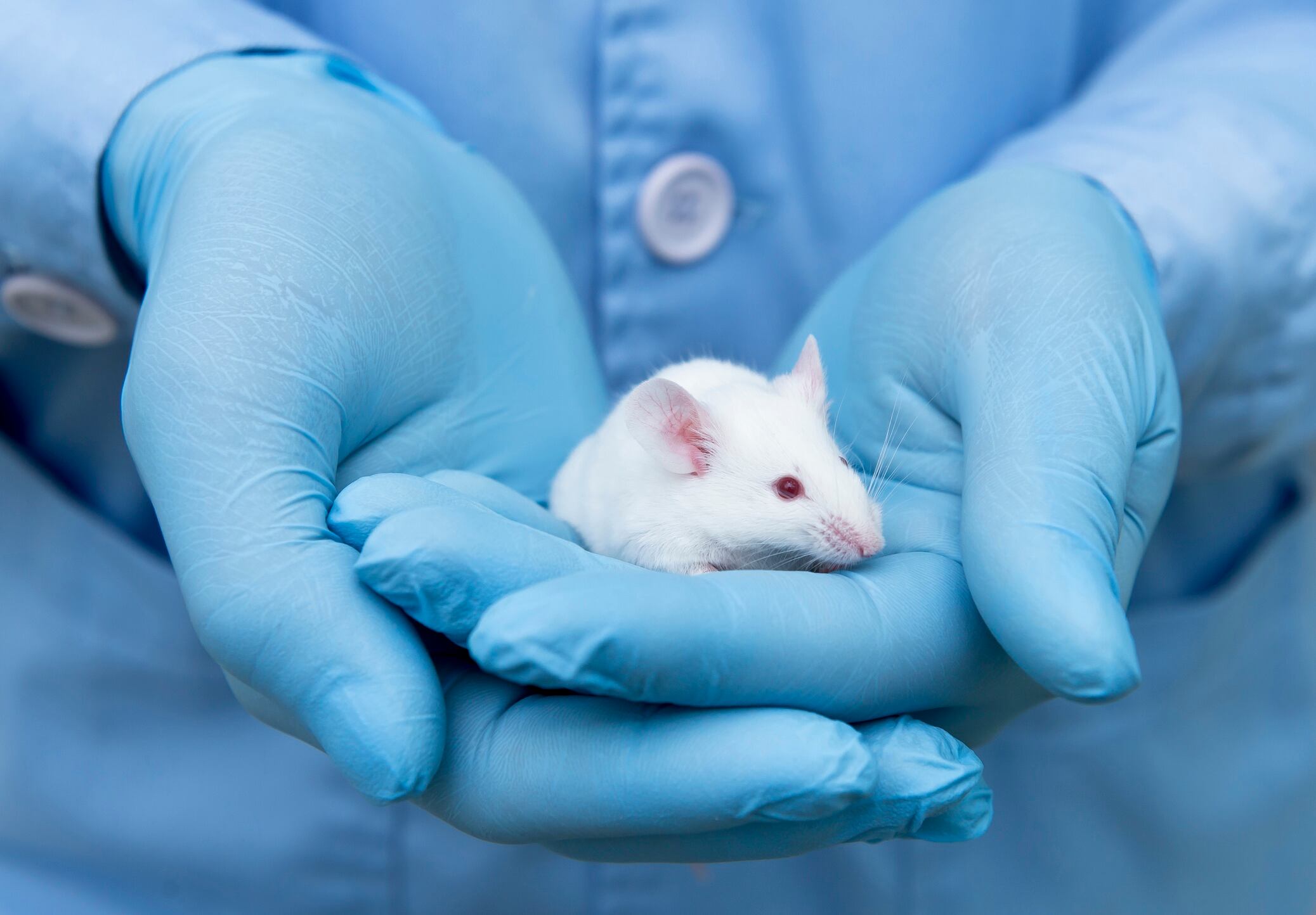 Various-fat-deposits-in-bodies-of-mice-respond-in-very-different-ways-to-exercise-study-finds.jpg