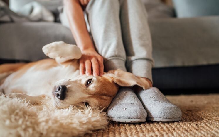 Pandemic boosts pet ownership, supercharges supplement market