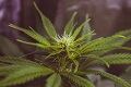 CBD Market Strategies: Best Practices for Suppliers, Brands, and Marketing Teams