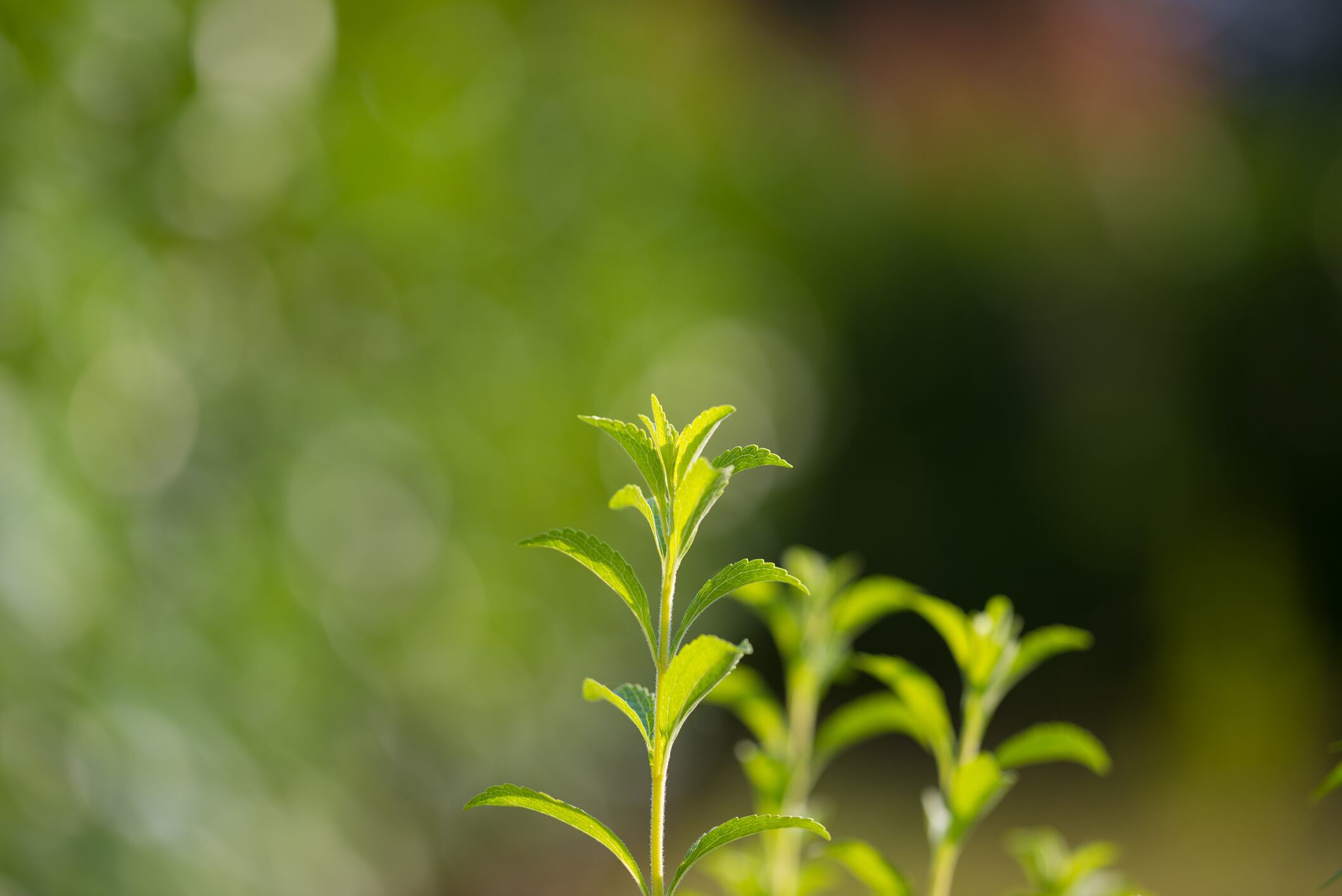 Not-just-a-sweetener-PureCircle-to-launch-stevia-protein-fiber-antioxidant-ingredients.jpg