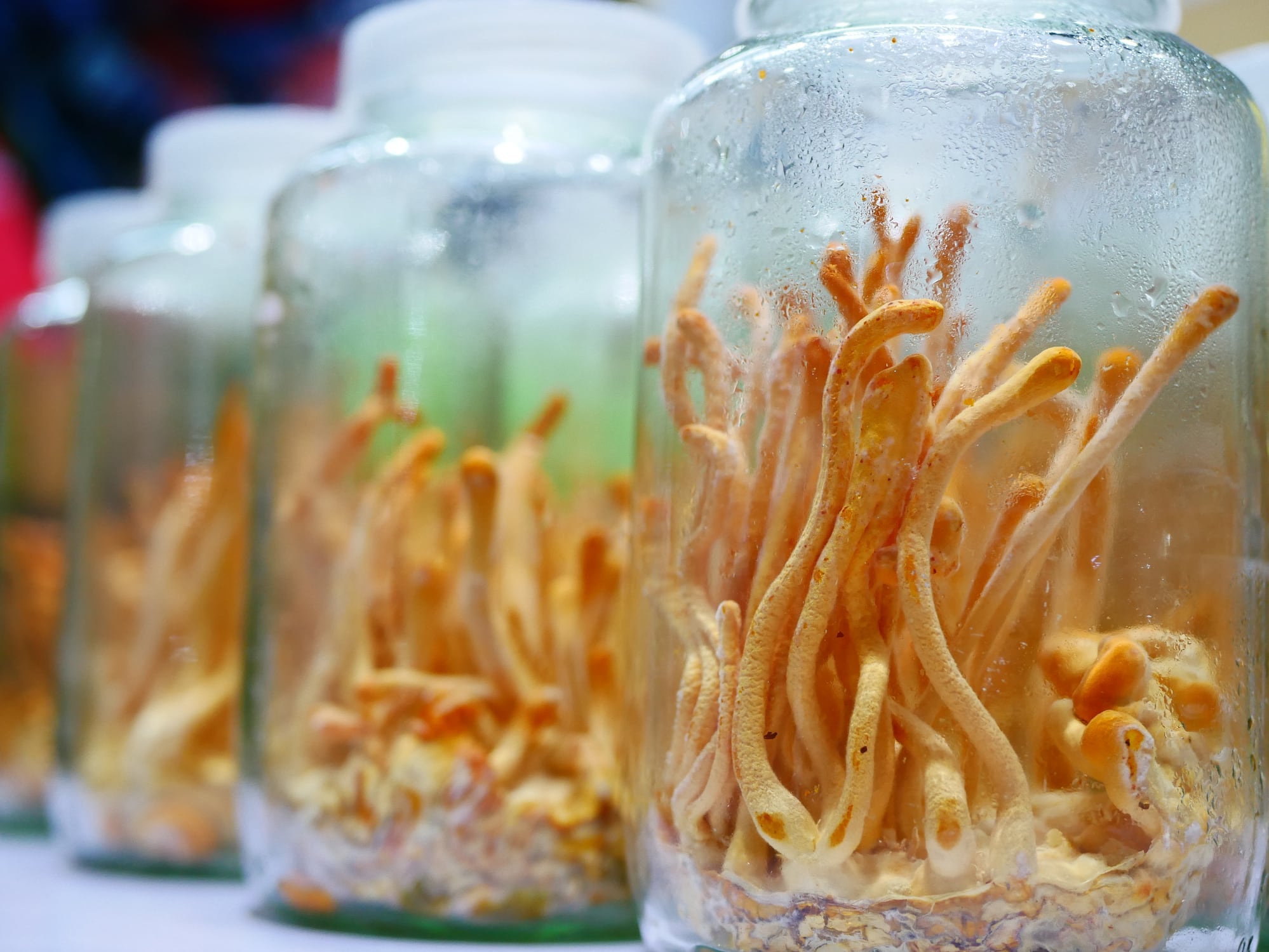 Pilot-study-hints-at-potential-of-Rhodiola-Cordyceps-mix-for-body-composition-benefits.jpg
