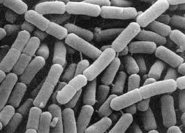 Lactobacillus-casei-probiotic-free.jpg