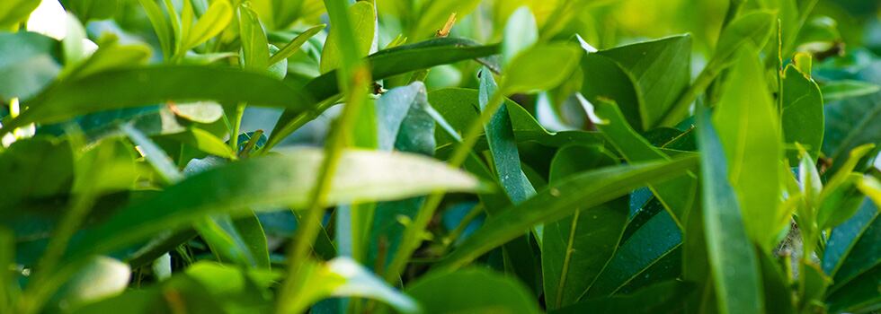 Organic-DHA-algae-oil-Satisfying-consumer-demand-for-dietary-supplements-and-environmental-concerns.jpg