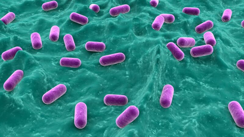 Probiotic supplementation 'eases constipation pain but ineffective' for treatment success: China review