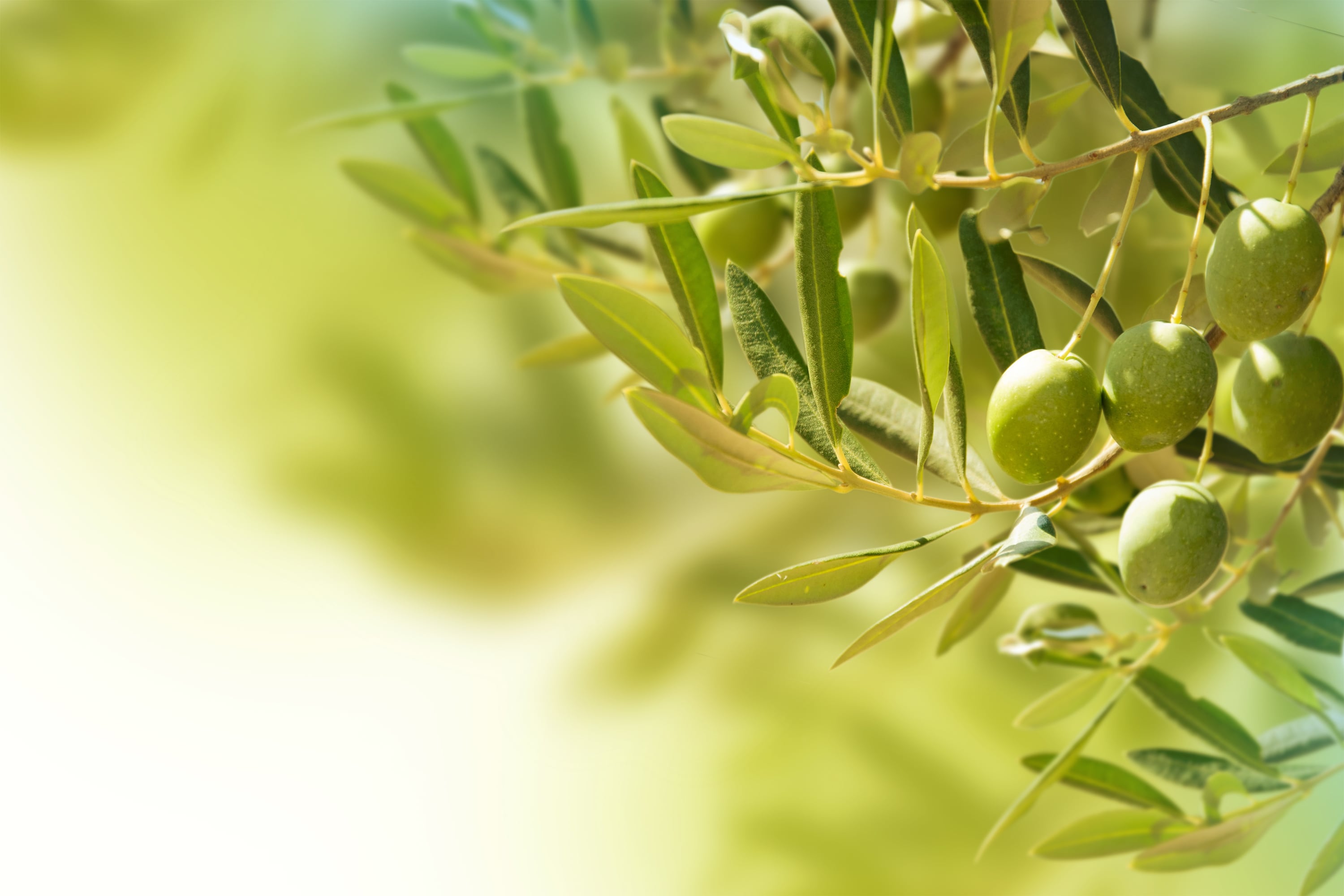 Olive leaf extract shows promise in lowering blood pressure 