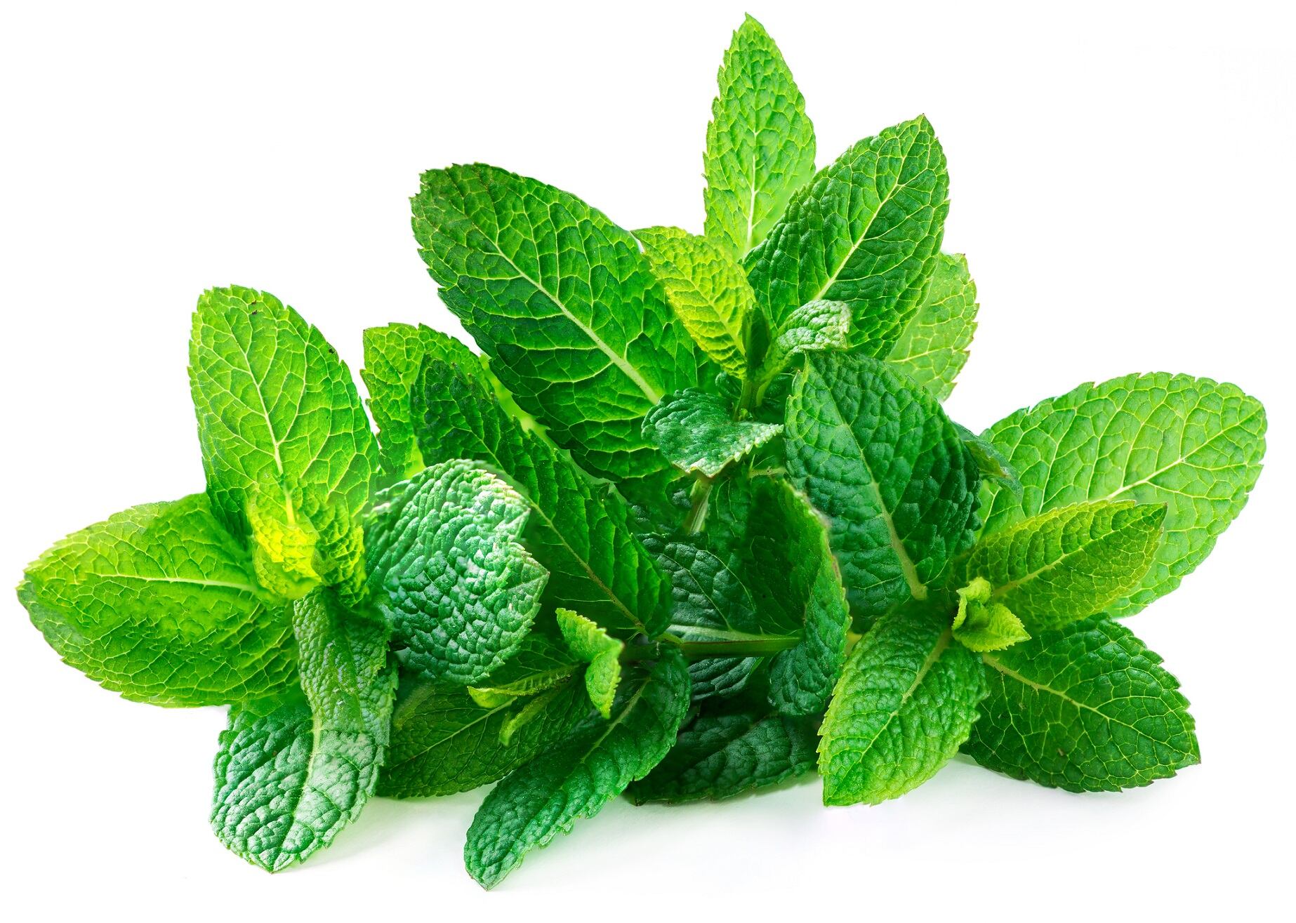 Studies-support-Neumentix-s-antioxidant-activity-for-cognitive-support.jpg