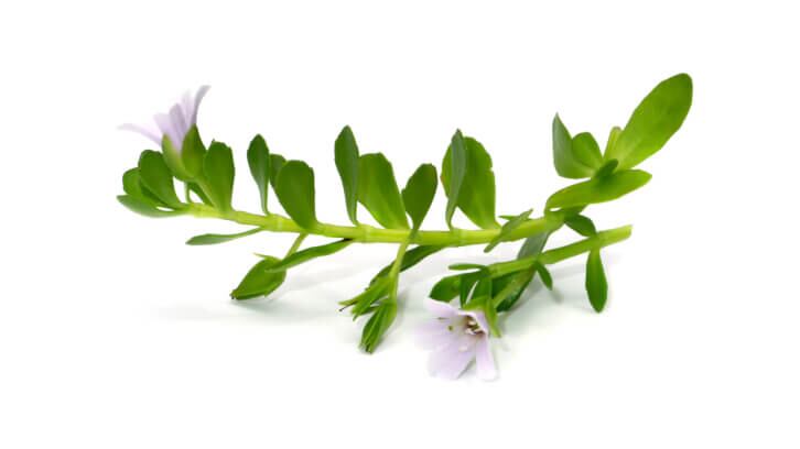 Bacopa-and-the-brain-Study-highlights-mood-and-memory-benefits.jpg