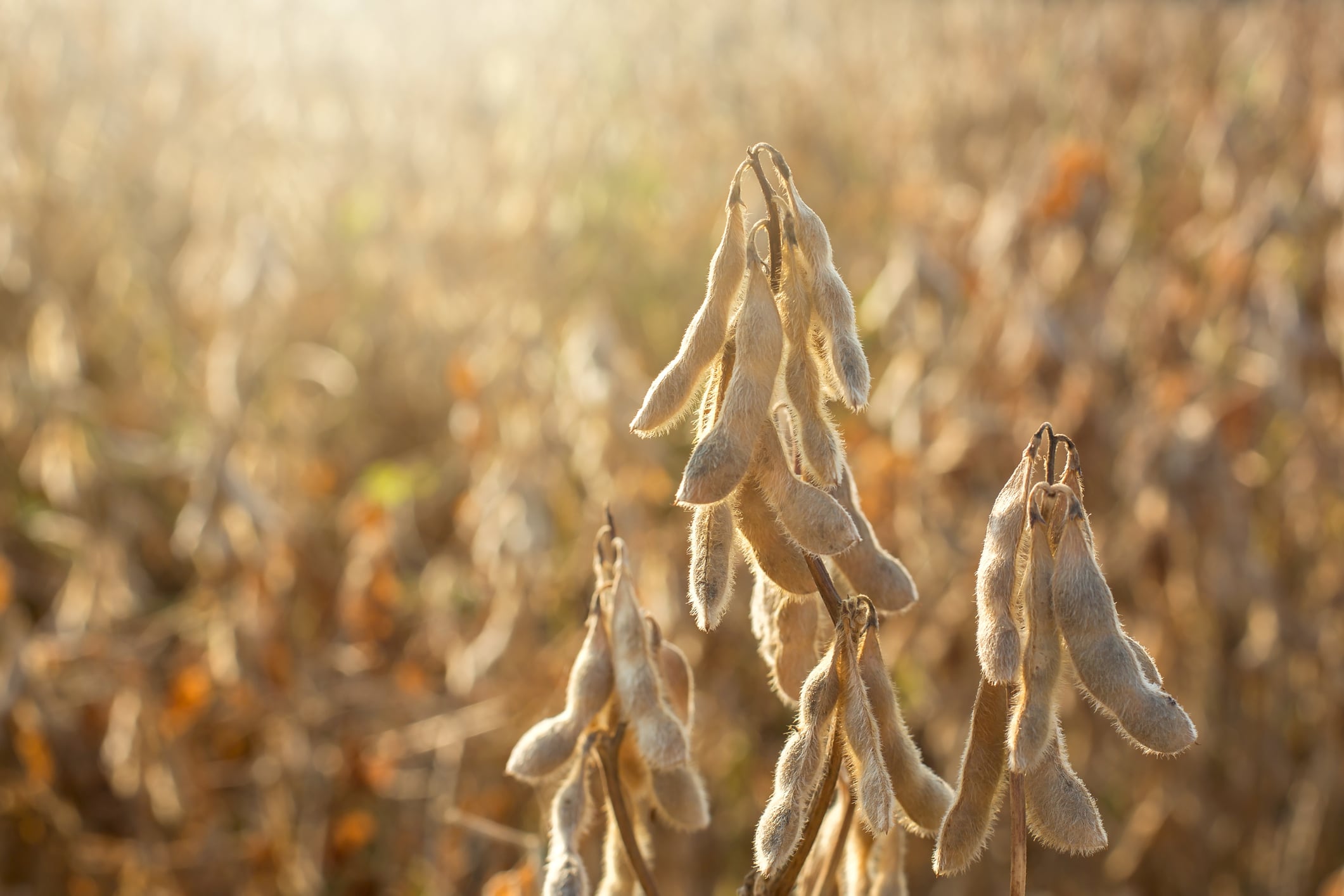 Bunge-invests-550-million-in-new-protein-concentrate-facility.jpg
