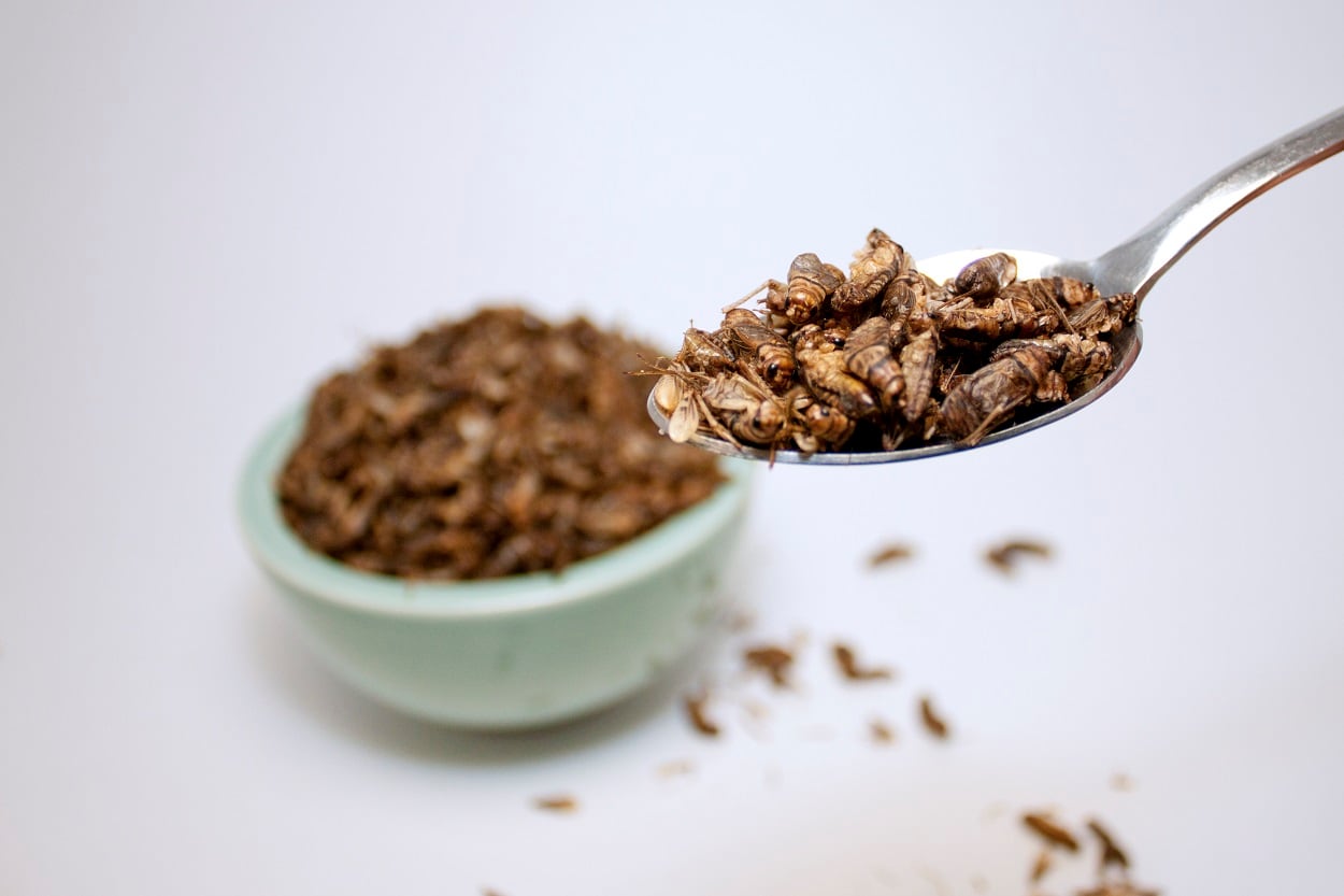 Daily cricket consumption may alter gut microbiota, clinical trial suggests