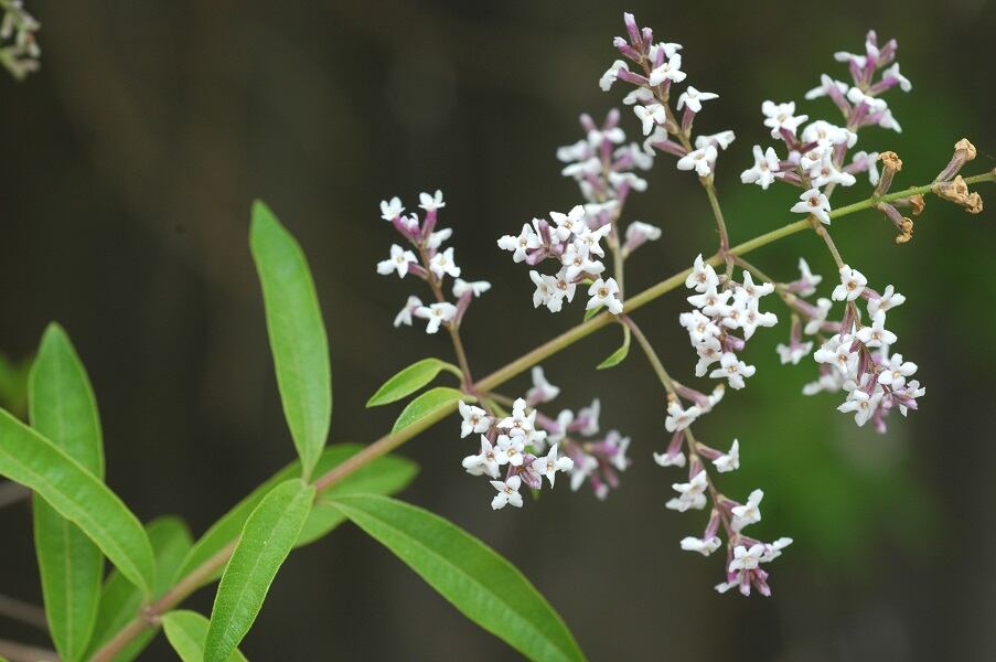 Study finds sleep benefits of Monteloeder lemon verbena