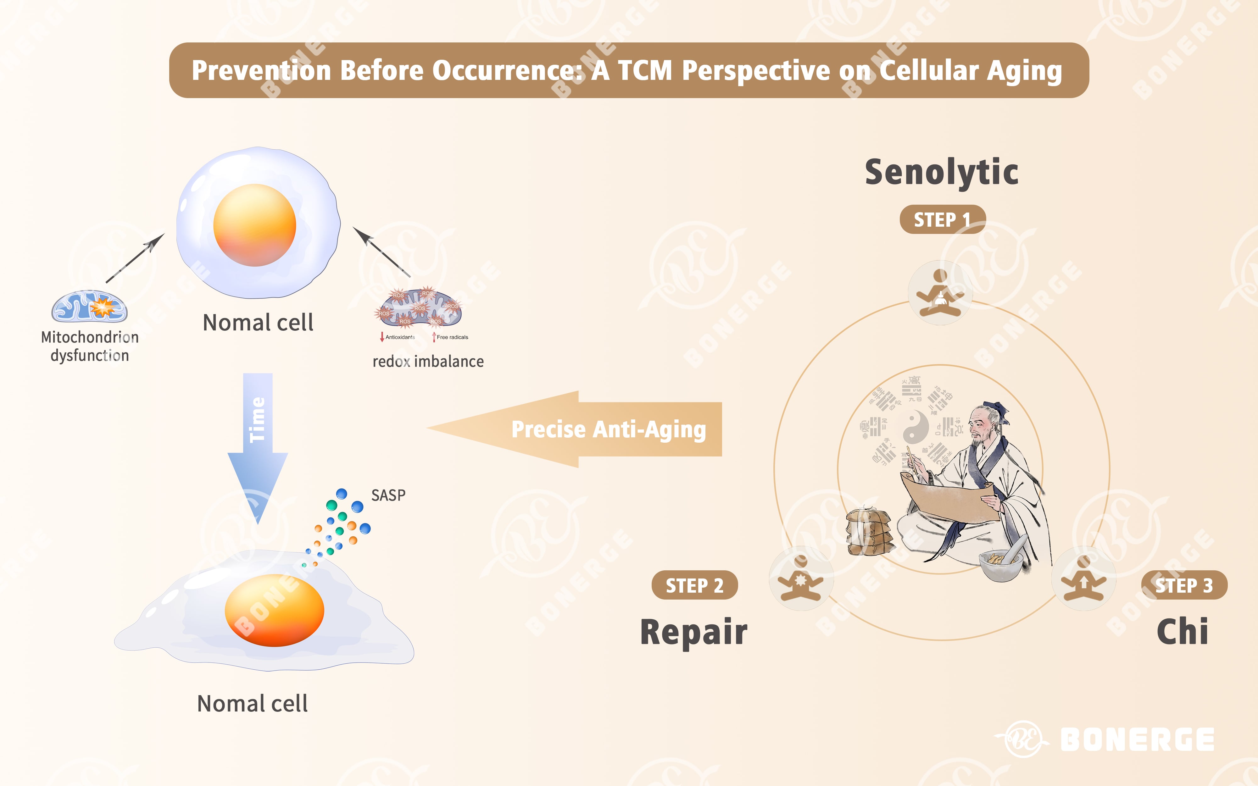 Figure 1: Comparison of SA-β-Gal positive senescent cell counts and senescence-associated gene expression data.