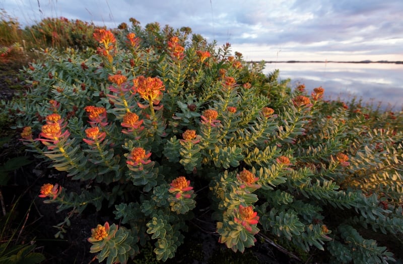 Rhodiola-rosea-C-iStock-Maasik-800x525.jpg