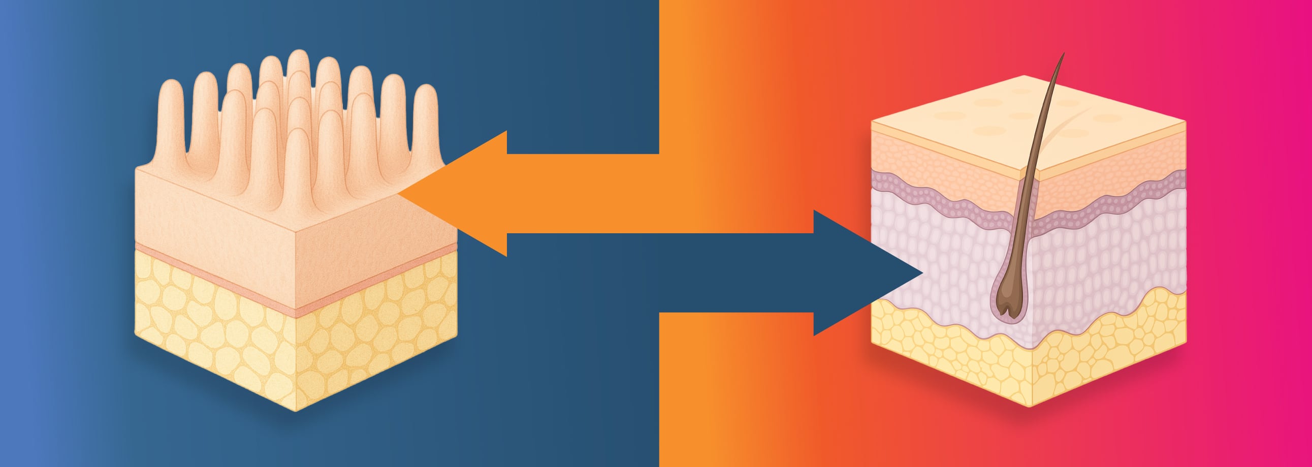 The gut-skin axis: The future of skin health formulation