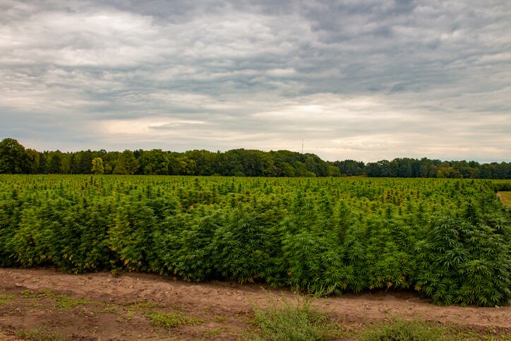 Warning letter cites CBD’s regulatory status as leading issue
