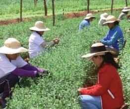 indgenous-farmers.jpg