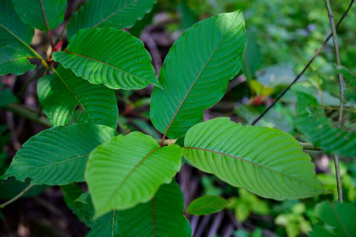 Kratom-comment-deadline-approaches-as-labs-continue-to-service-thriving-trade.jpg