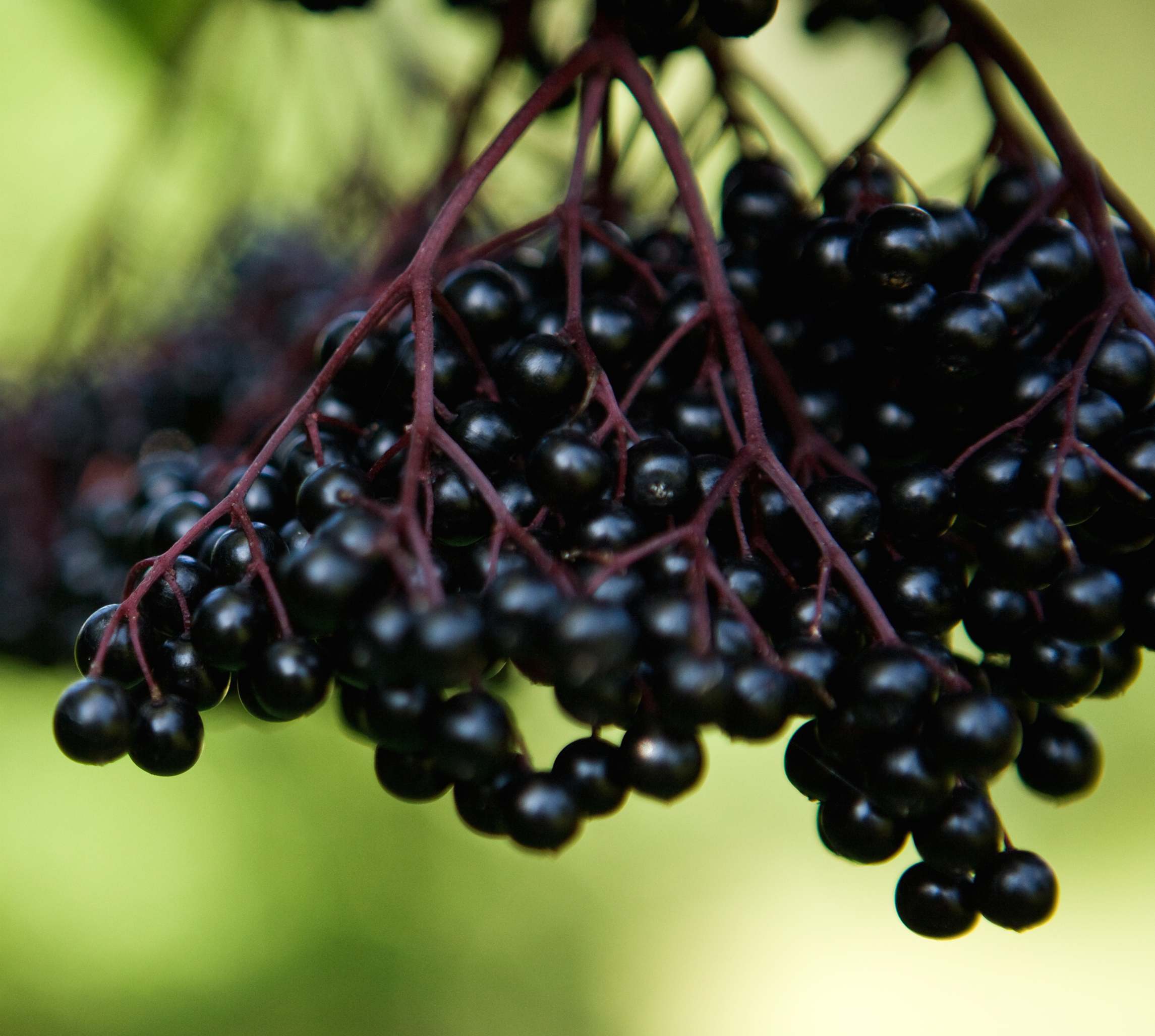Berries-closeup-low-res.jpg