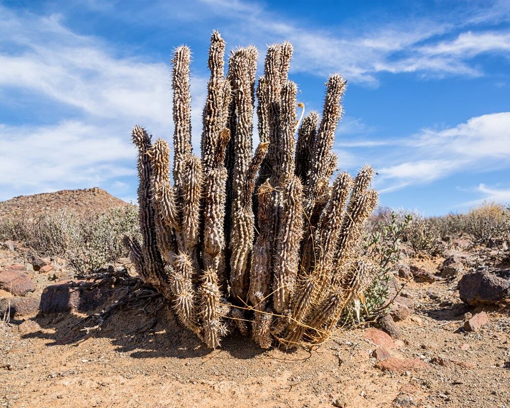 Hoodia-Gordonii-C-Getty-Images-Binty.jpg