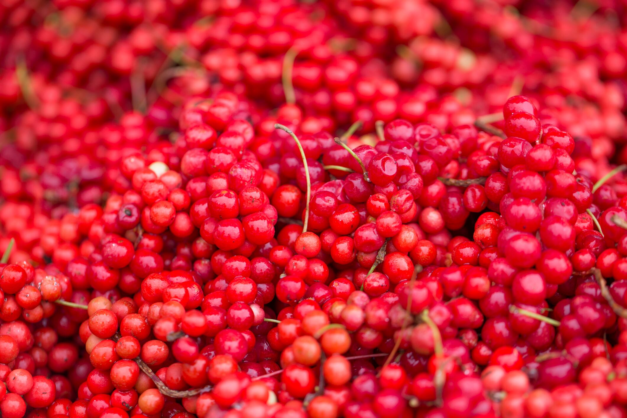 Schisandra-plus-vitamin-C-may-synergistically-boost-cognition-for-mice-at-least.jpg