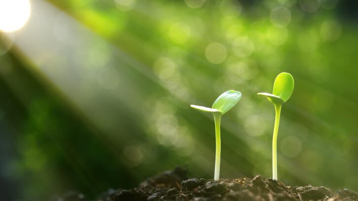 Finding delicate balance along a volatile botanical supply chain