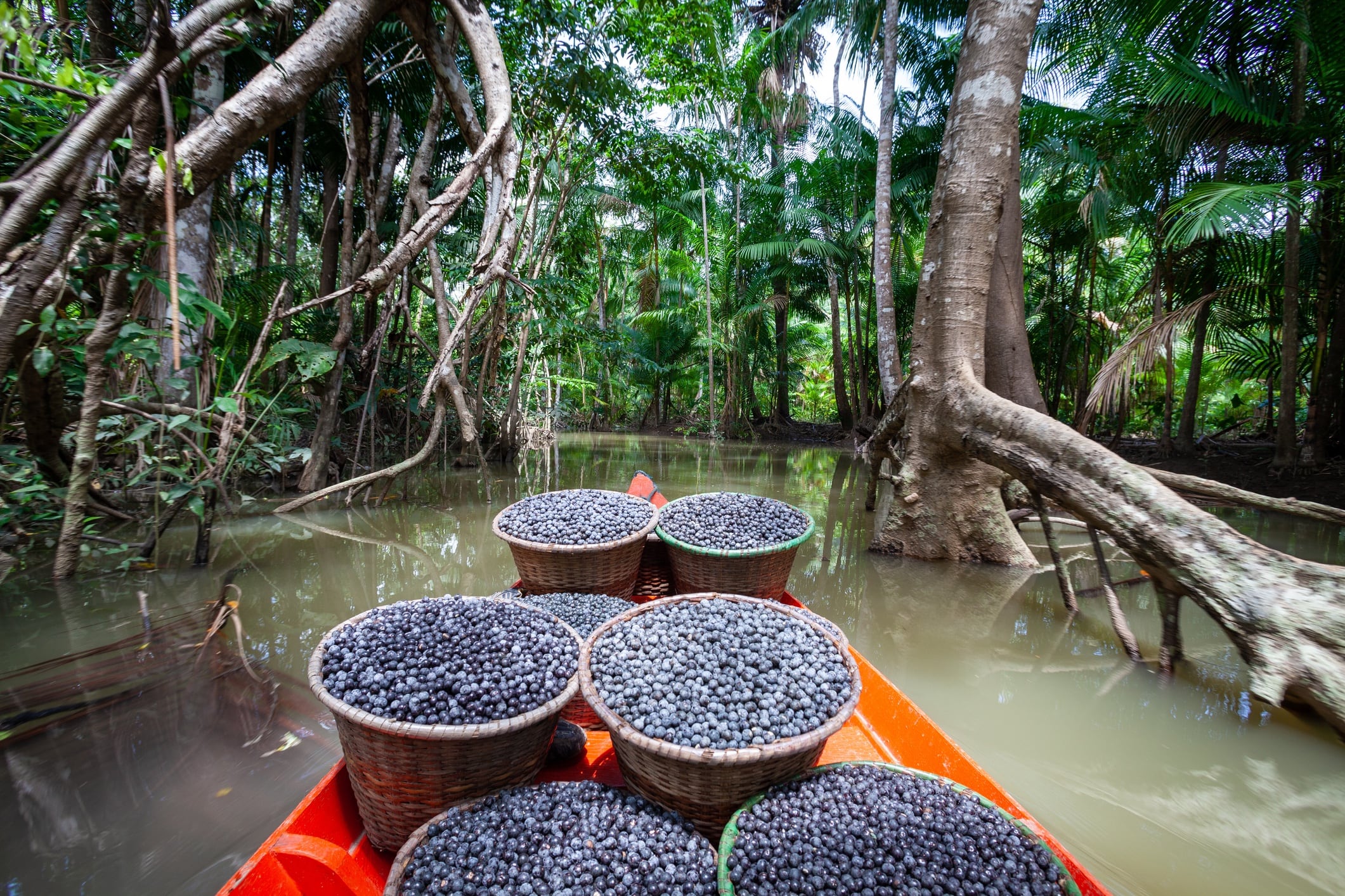 Study: Açai powder improves cognition and insulin sensitivity in obese mice 