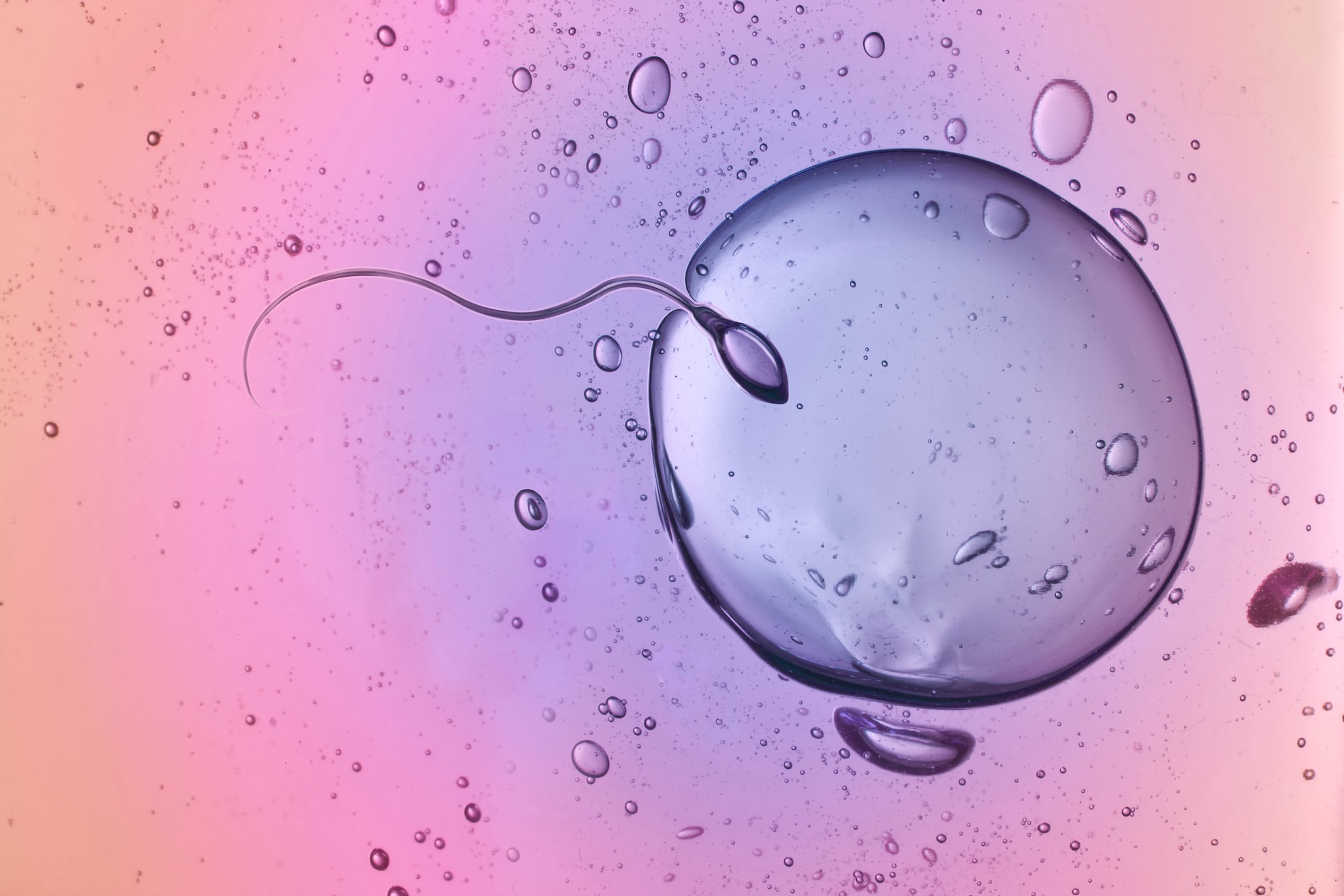 Phytaphix launches ‘unisex’ fertility product