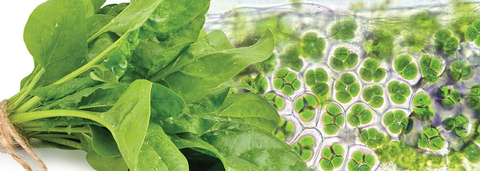 The-chloroplast-connection-Achieving-healthy-longevity-via-protein-folding.jpg