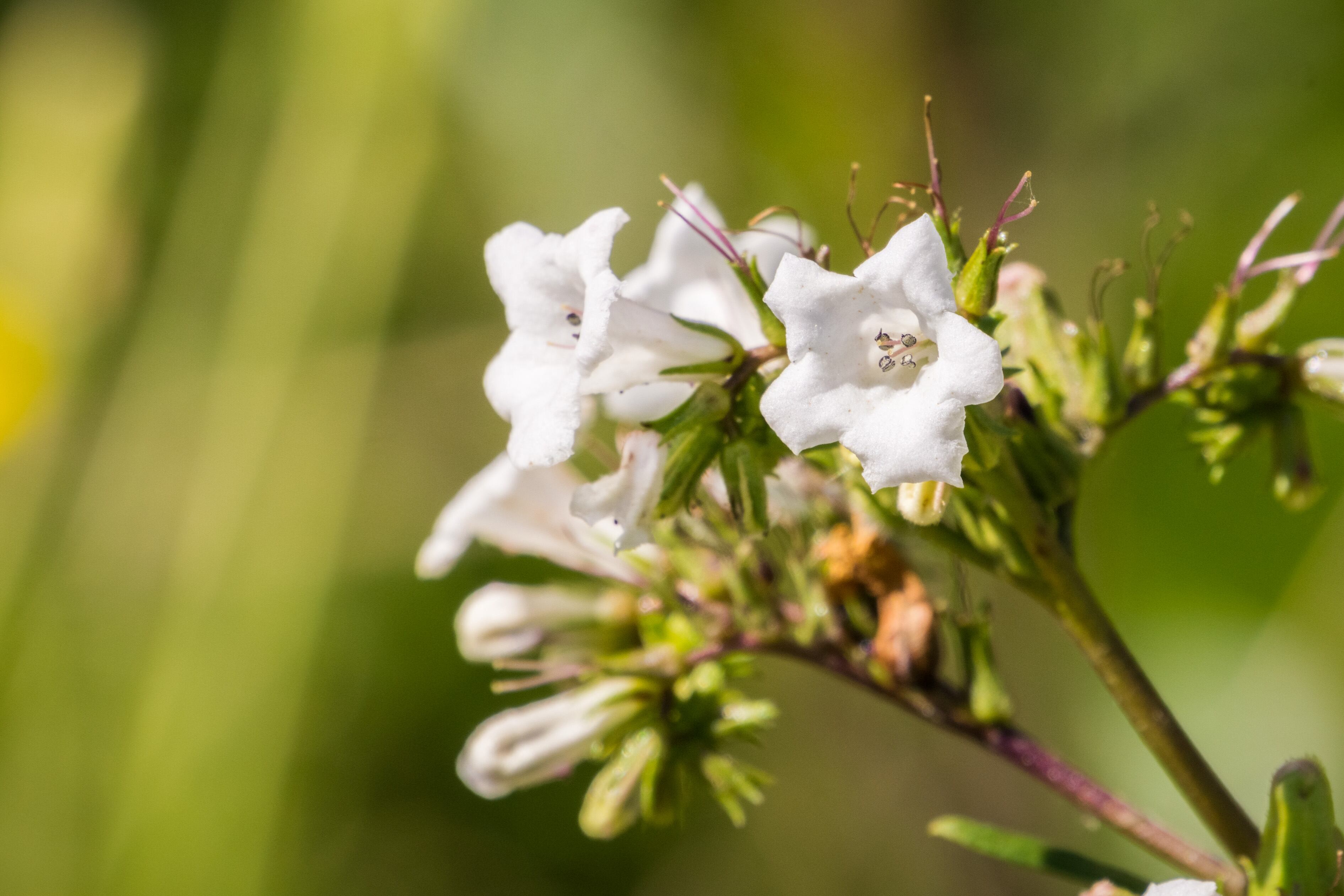 Mibelle launches metabolism boosting ingredient for sports nutrition and healthy aging