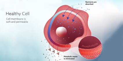 Picture-1-healthy-cells.png