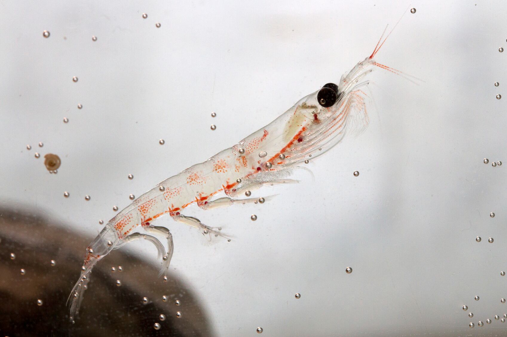 Krill-C-iStock-pilipenkoD.jpg