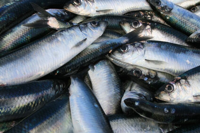 herring-fish-oil-omega-3-iStock.com-Eskemar.jpg