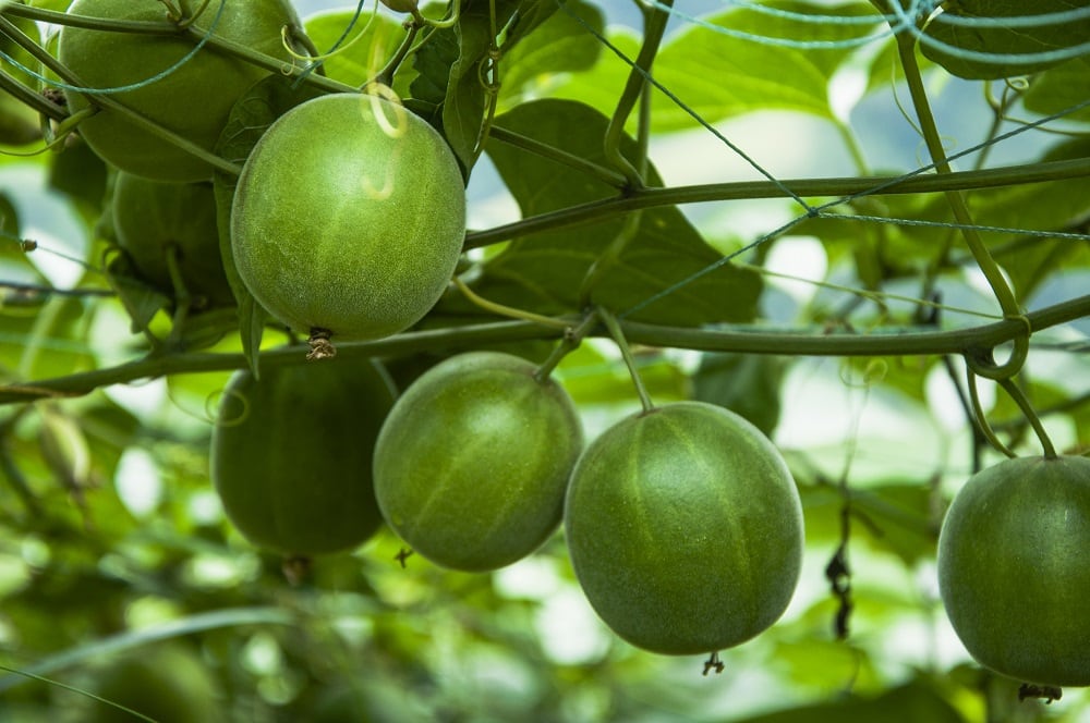 Monk-fruit.jpg