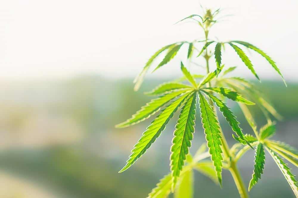 The FDA issues a stern warning on CBD... but does it signal a change in approach?